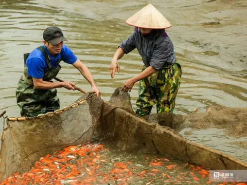 Làng cá Thủy Trầm nhộn nhịp phục vụ Tết ông Công ông Táo