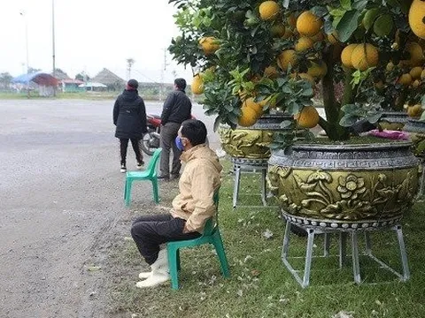 Tiểu thương co ro trong mưa lạnh chờ khách tại chợ cây cảnh cận Tết