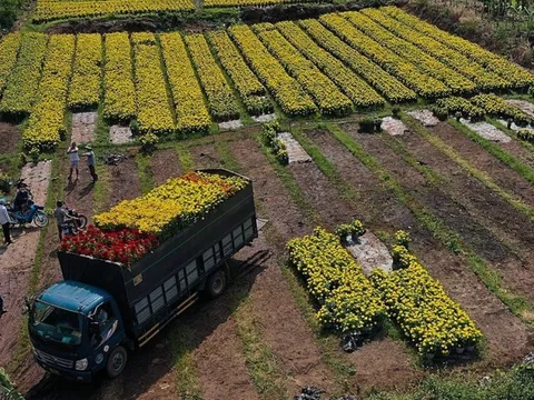 Làng hoa lớn nhất Đồng Nai vào vụ Tết