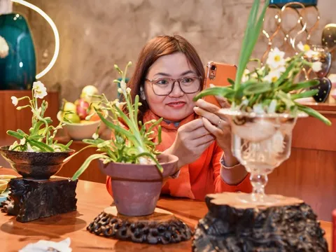 Thú chơi 1 loại củ trông giống như hành tây nhưng lại trở thành loài hoa cực đẹp nở đúng giao thừa của người Hà Nội xưa