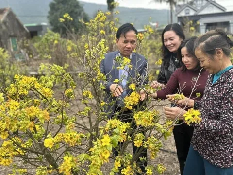 Mùa xuân ngắm mai vàng Kỳ Nam