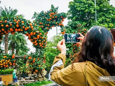 Độc đáo cặp quýt "song Long" giá 250 triệu đồng