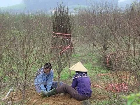 Kiếm tiền triệu từ nghề "đánh" gốc đào thuê dịp cận Tết