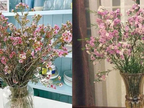 Loài hoa chưa đến 40.000 đồng 1 bó chơi được cả tháng, mua 1 bó được 2 bình về chưng Tết rực rỡ