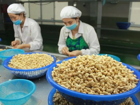 Xuất khẩu hạt điều có nhiều dư địa tăng trưởng trong năm 2024