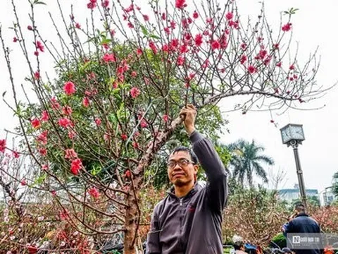 Đào dáng huyền bạc triệu đắt khách dịp cận Tết