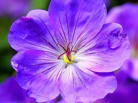 Top 12 loài hoa Tết được trưng trong nhà người Việt: Có loài mang ý nghĩa thịnh vượng, hợp phong thủy