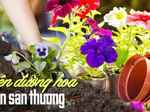 Tôi dành 3 năm để cải tạo khoảng sân thượng 30m3 thành khu vườn trên cao và nhận ra hạnh phúc thực sự là gì