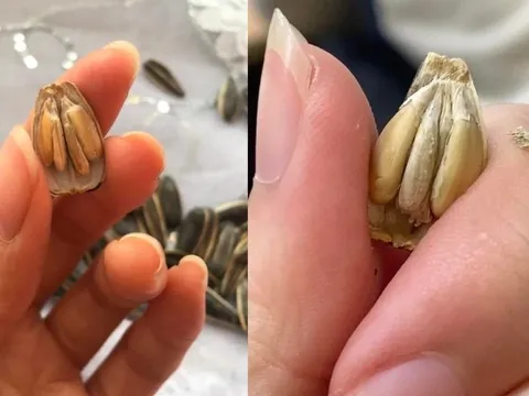 Tết không có lì xì khủng, netizen lạc quan đổi sang khoe vận may kiểu: Bóc được 3 hạt dương trong 1 chiếc vỏ!