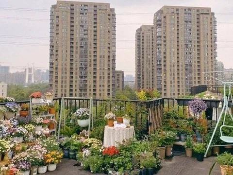 Sân thượng bỏ hoang “thay da đổi thịt” ngỡ ngàng với hơn 100 chậu hoa đủ sắc màu