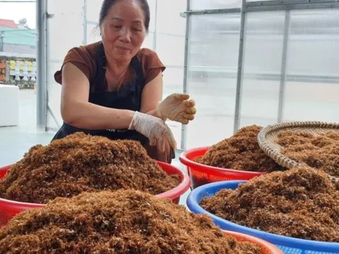 Săn kiến vàng làm đặc sản nức tiếng Gia Lai