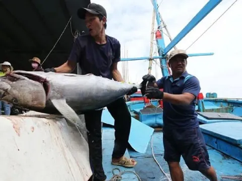 Xuất khẩu cá ngừ sang Trung Đông đạt mức cao