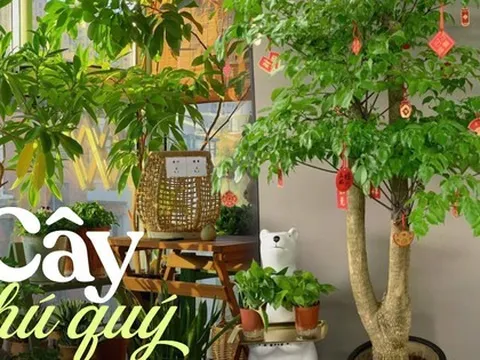 Người giàu chỉ trồng 4 loại cây này ở trong nhà, chẳng trách họ giàu đến thế!