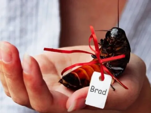 Dịch vụ tặng quà đặc biệt vào Valentine gây sốt tại Mỹ: Dân mạng thi nhau mua làm quà tặng người cũ