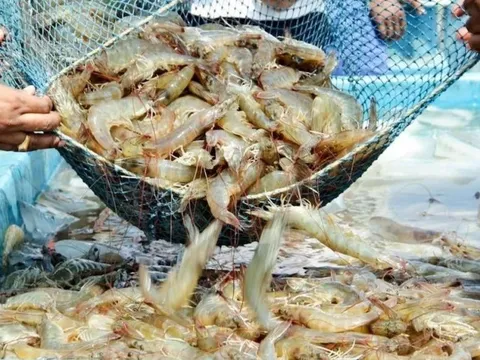 Xuất khẩu tôm sang Mỹ đối mặt khó khăn mới