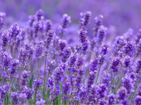 Phiên giao dịch đầu tiên của năm Giáp Thìn, 1 ngân hàng lớn cùng loạt cổ phiếu tăng trần, có mã cá biệt tăng 40%