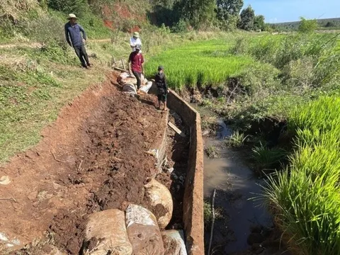 Kênh thủy lợi bị vỡ, người dân khắc phục tạm thời để cứu cánh đồng lúa