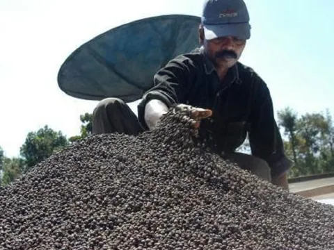 Tin vui xuất khẩu hạt tiêu của Việt Nam tháng 1 tăng mạnh