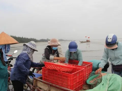 Đầu năm ngư dân thu tiền triệu mỗi ngày nhờ "lộc biển"