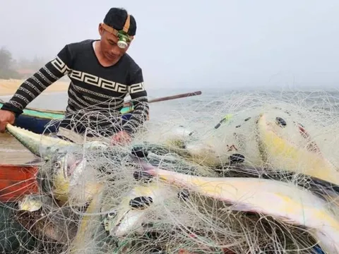 Quảng Bình: Ngư dân phấn khởi trúng đậm "lộc biển" những ngày đầu năm