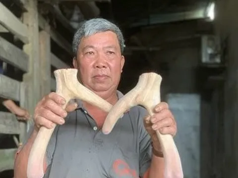 Mùa Xuân hái lộc nhung