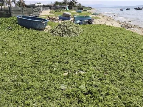 Người dân được mùa khai thác rong biển ở Ninh Thuận