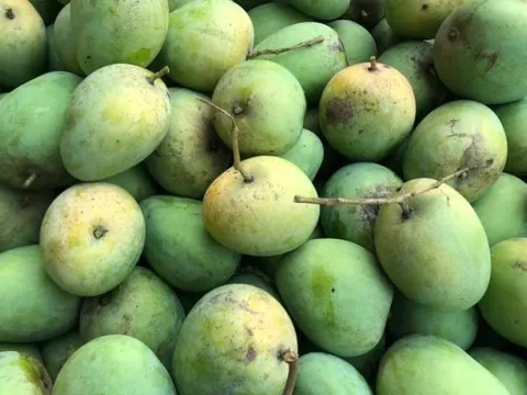 Xuất khẩu 13 tấn xoài hạt lép An Giang đầu tiên sang Hàn Quốc