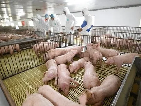 Thị trường heo trầm lắng, doanh nghiệp chăn nuôi “mỗi người một vẻ”