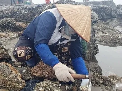 Hải Phòng: Mỗi ngày thu nửa triệu đồng nhờ chăm chỉ gõ hà đá