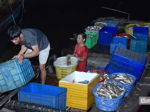 Hải Phòng: Ngư dân phấn khởi vì “lộc biển” đầu Xuân được giá