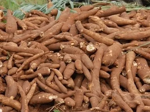 Tăng trưởng mạnh nhất trong tháng đầu năm 2024, xuất khẩu sắn lập kỷ lục