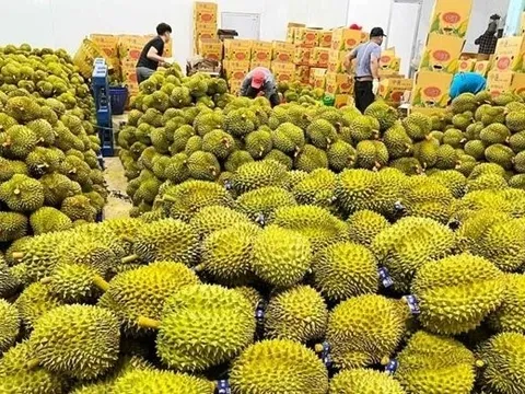 Lý do xuất khẩu rau quả bất ngờ giảm