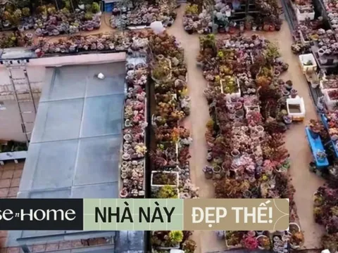 Thích sen đá, người phụ nữ 37 tuổi biến sân thượng thành khu vườn ngập tràn loại hoa này