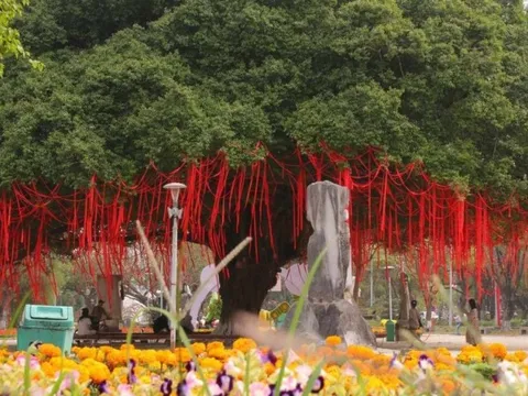 Điều ít biết về cây sanh cổ thụ thu hút du khách dịp Tết ở Huế