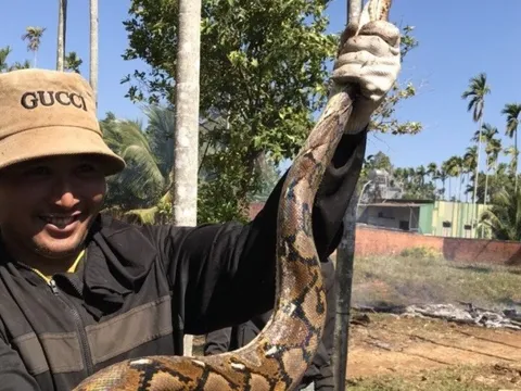Đắk Lắk: Người dân phát hiện con trăn “khủng” kèm ổ trứng