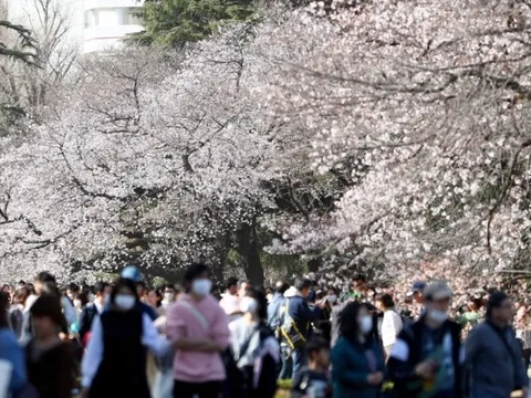 Hoa anh đào ở Nhật Bản bung nở sớm bất thường, du khách thích thú nhưng là dấu hiệu tiêu cực không thể coi nhẹ
