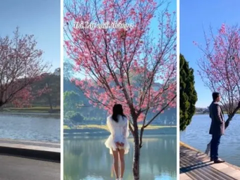 Cây mai anh đào hot nhất Đà Lạt lúc này: Vị trí đắc địa, ôm trọn vẻ đẹp của xứ sở ngàn hoa