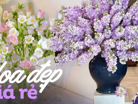 5 loài hoa đang được bán với giá chỉ từ 18.000 đồng/10 bông, vừa rẻ vừa đẹp bất ngờ