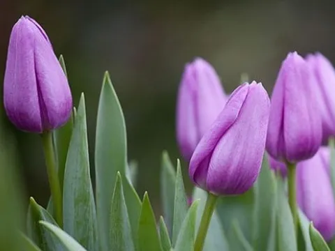 Mùa này hoa tulip rất rẻ, từ 300 nghìn/bó hàng Hà Lan chỉ còn vài chục nghìn: Làm thế này thì tươi 10 ngày