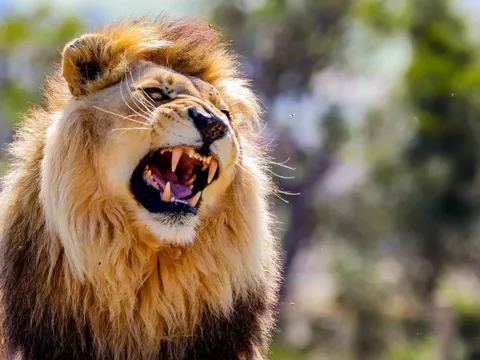 Thống trị Đông Á trừ Trung Quốc, Hóa chất Đức Giang dự báo chiếm 1/3 lượng xuất khẩu photpho vàng trên toàn cầu, vốn hóa tăng thêm 8.000 tỷ trong 1 tháng