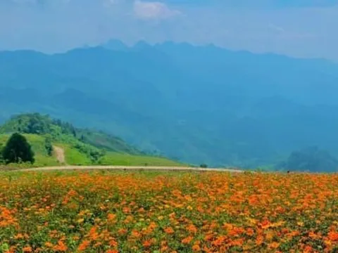 Ghé Bắc Kạn ngắm Mù Là mùa hoa nở rộ, xiêu lòng với khung cảnh đẹp như tranh