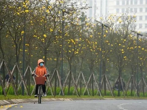 Mãn nhãn với đường hoa phong linh nở vàng đầu mùa trên đường phố Hà Nội