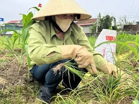 Nông dân xứ Nghệ bội thu vì giá hành tăm đầu mùa tăng cao