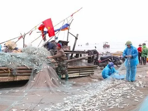 Ra khơi từ nửa đêm trúng con "nhiều đạm", ngư dân bỏ túi tiền triệu