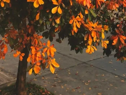 Ngôi trường có khung cảnh như trời thu Hàn Quốc: Cả khuôn viên được "nhuộm đỏ" bởi sắc lá, chỉ cần giơ máy lên là có ảnh đẹp