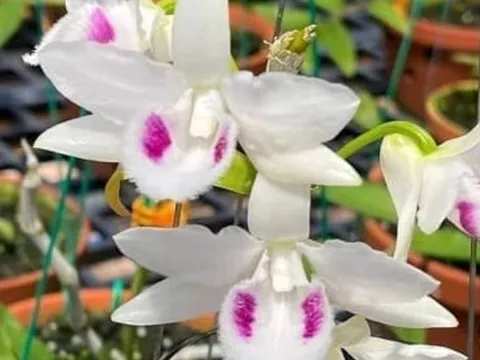 Bài học cay đắng của người đàn ông mất 8 tỷ đồng vì mê muội 'ôm' lan đột biến