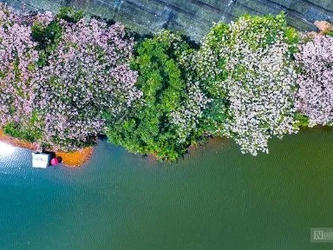 Ngắm kèn hồng nở rộ trên cao nguyên