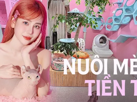 Thuê giúp việc chăm đàn mèo trị giá 1,7 tỷ, cô chủ trang trại nhân giống mèo nói gì về việc sinh lời nhanh?