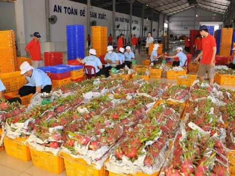 Vượt Chile, Việt Nam đứng thứ 2 về xuất khẩu rau quả sang Trung Quốc