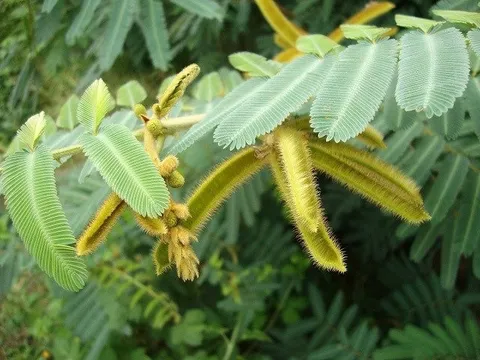 Loài cây cực nguy hiểm, có độc gây chết người mọc nhiều ở Việt Nam